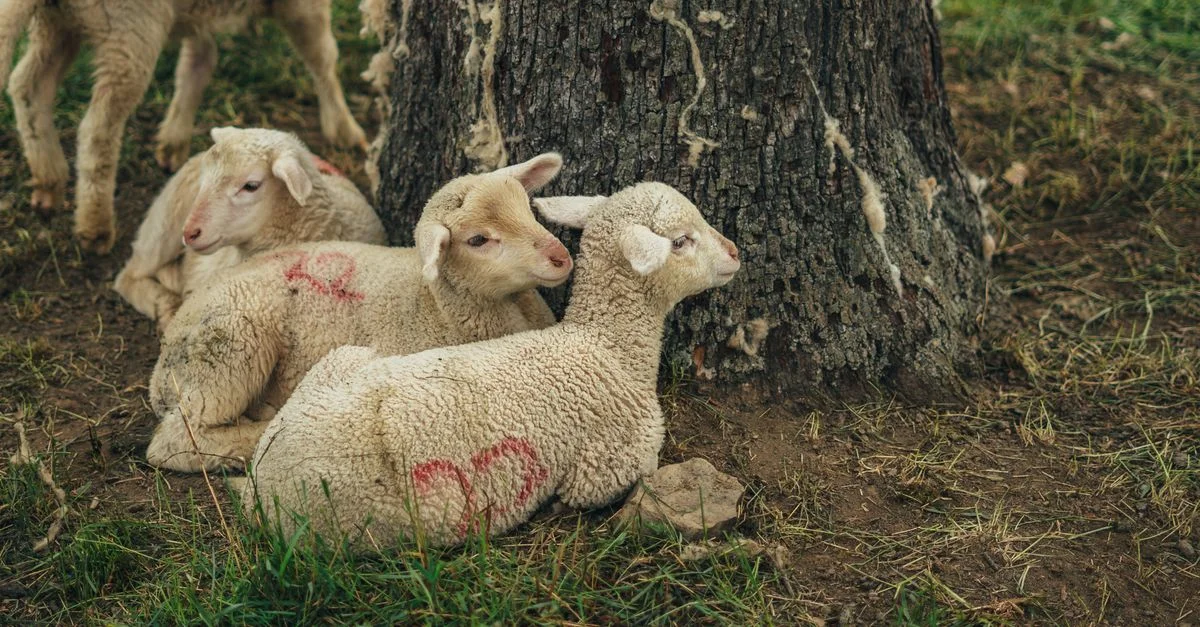 Tres corderos jóvenes descansando debajo de un árbol en un entorno rural, creando una escena serena del campo.